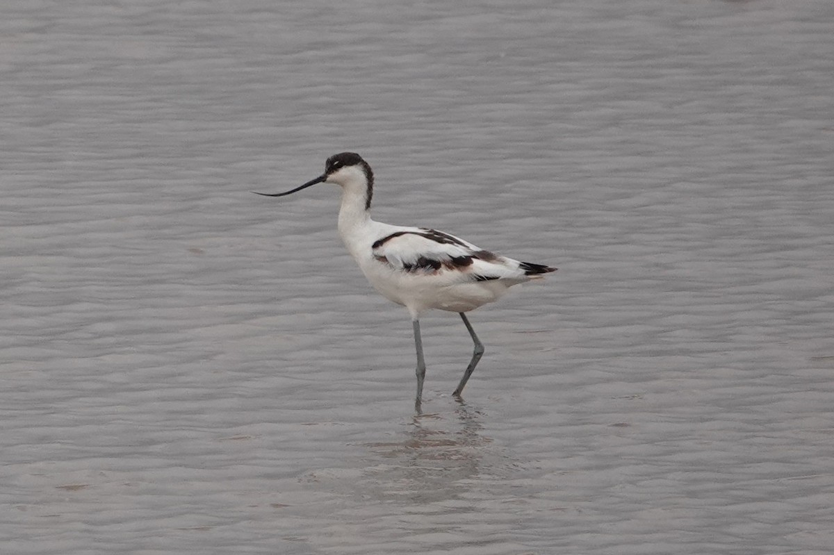 Avocetta - ML643221597