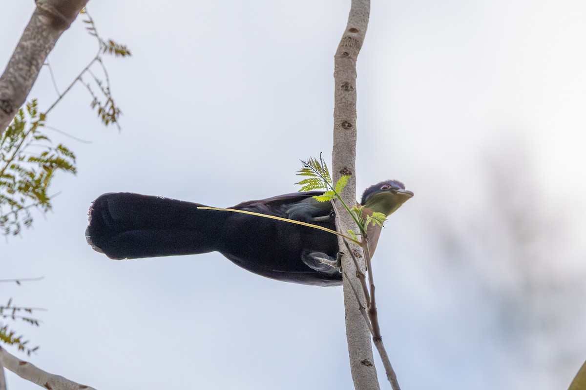 Purple-crested Turaco - ML643221611