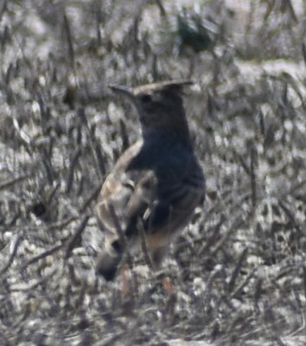 Thekla's Lark - ML643221613