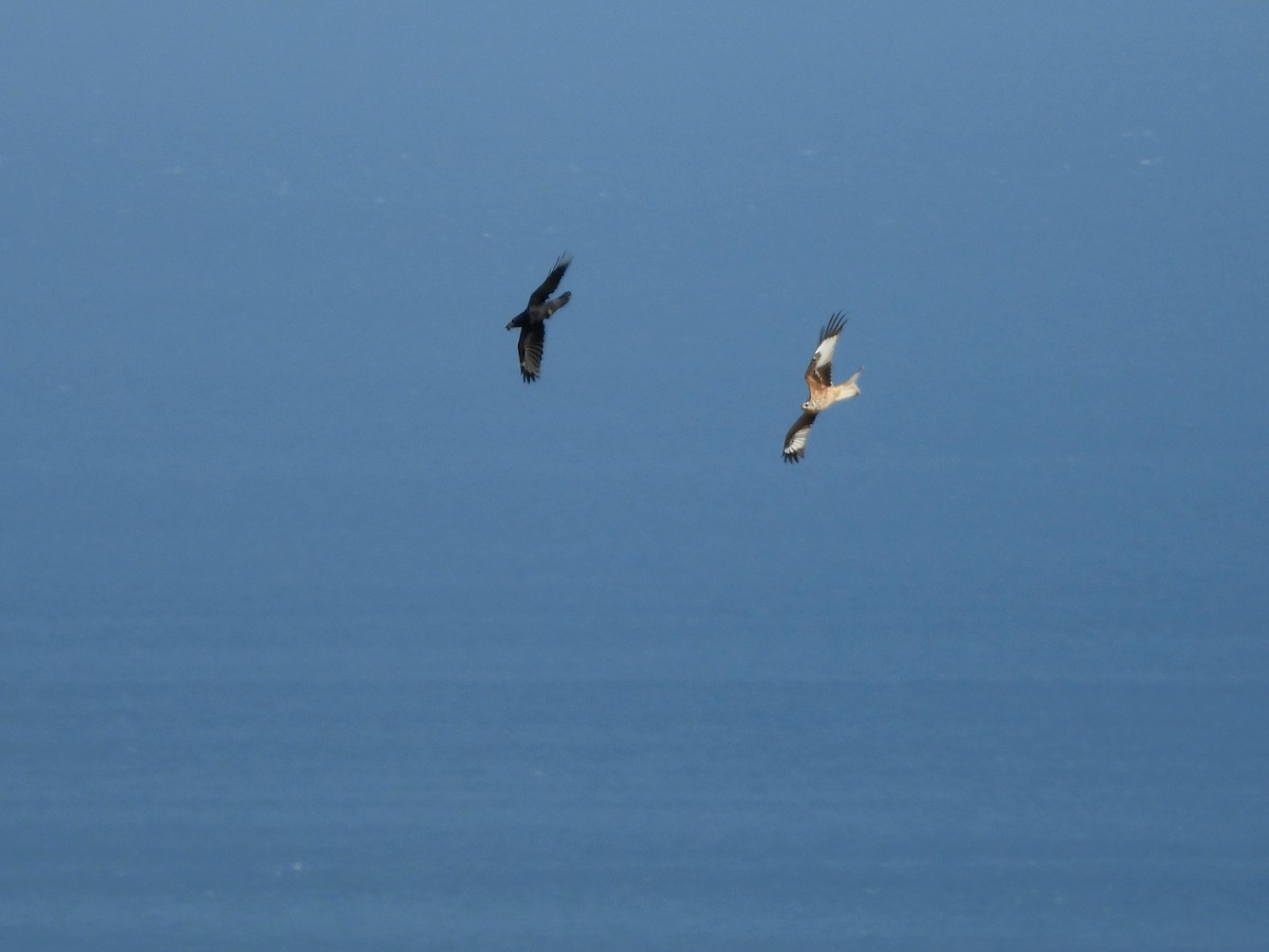 Red Kite - ML643221615