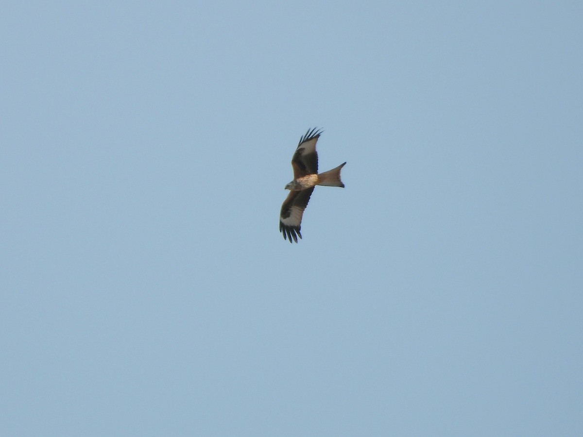 Red Kite - ML643221617