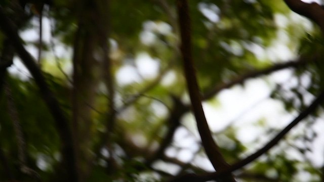 Sri Lanka Gray Hornbill - ML643221618