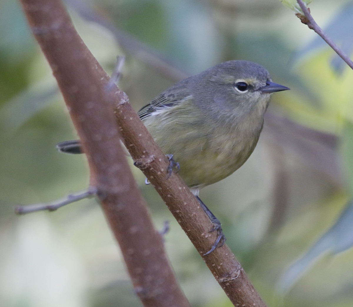 Orange-crowned Warbler - ML643221622