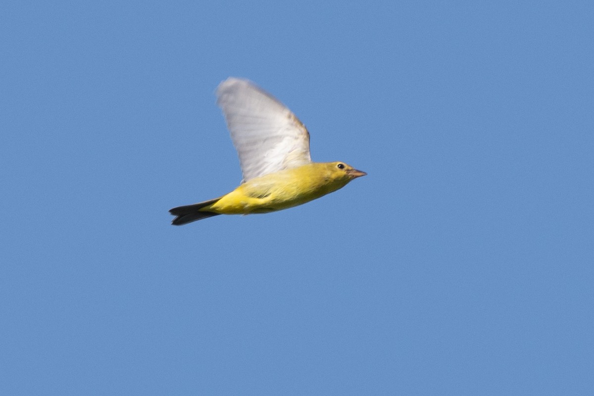 Scarlet Tanager - ML643221623