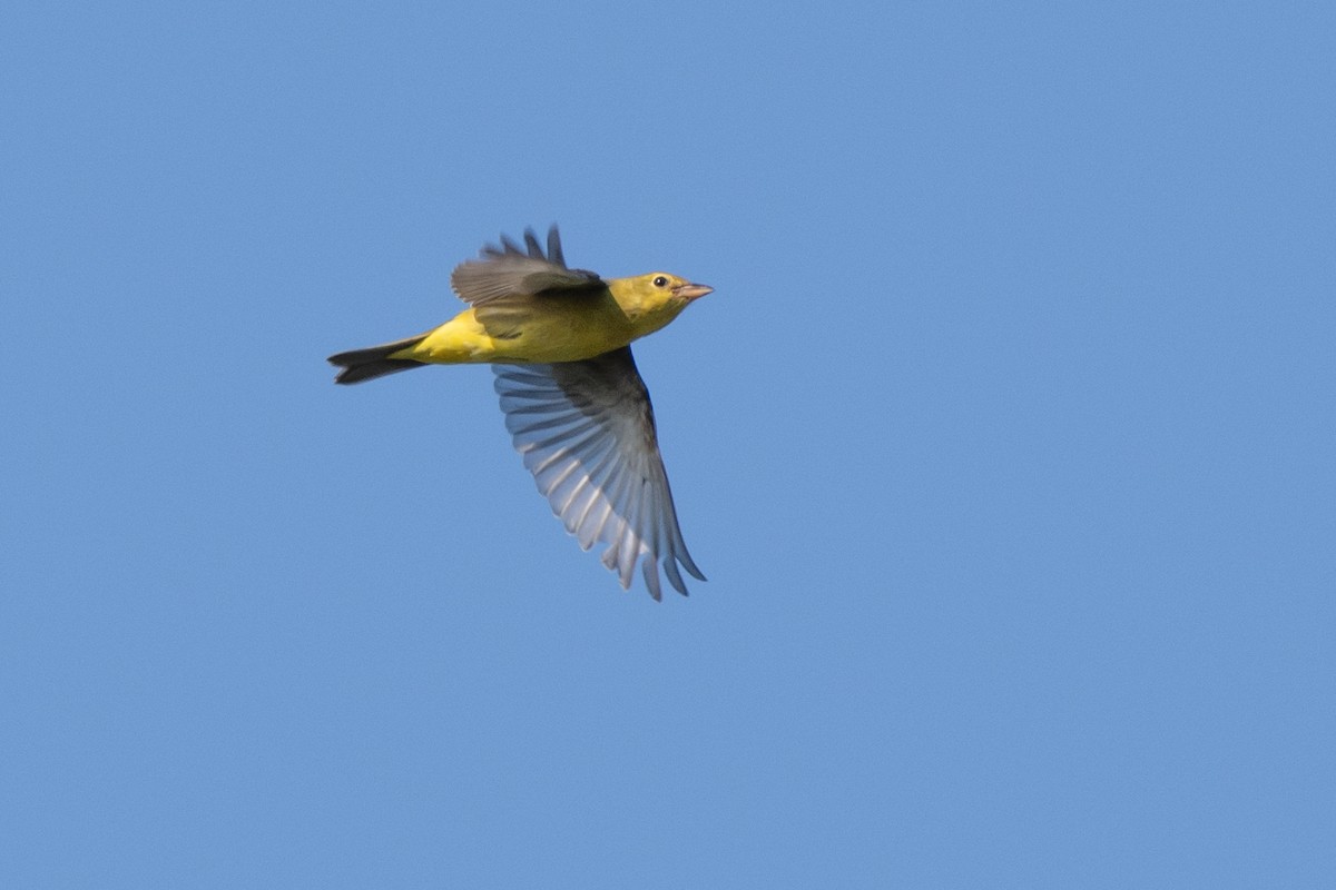 Scarlet Tanager - ML643221624