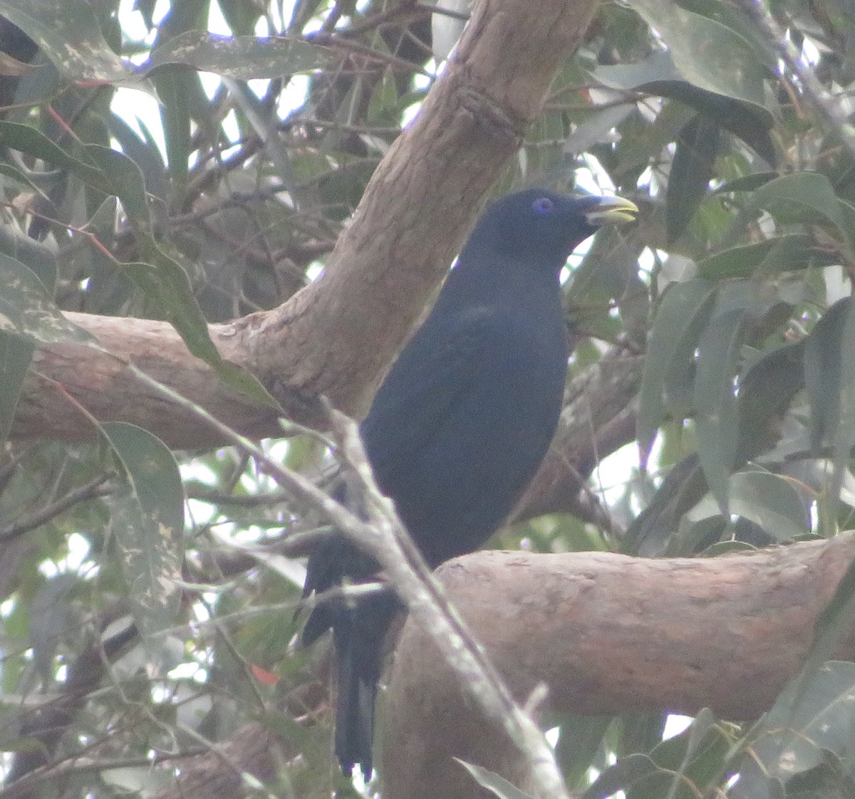Satin Bowerbird - ML643221626