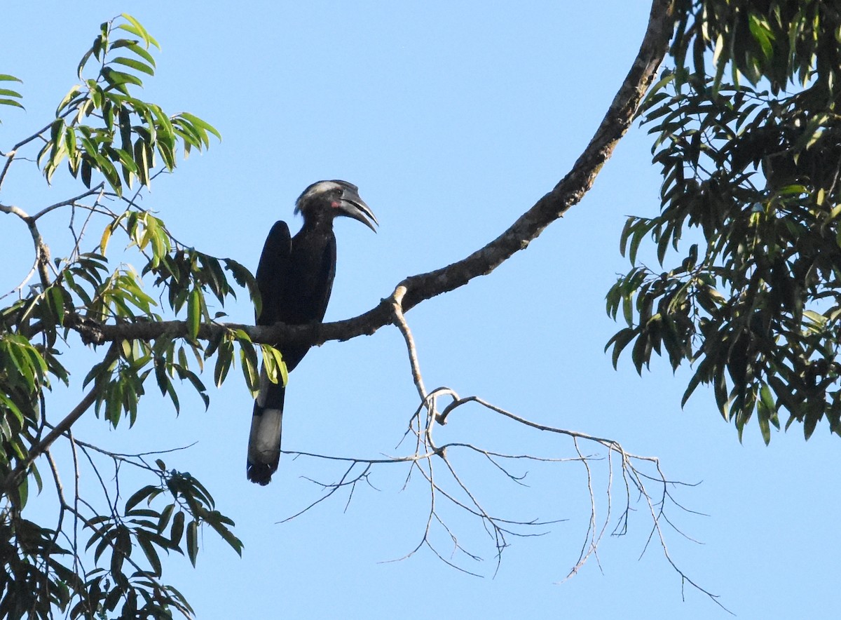 Black Hornbill - ML643221628