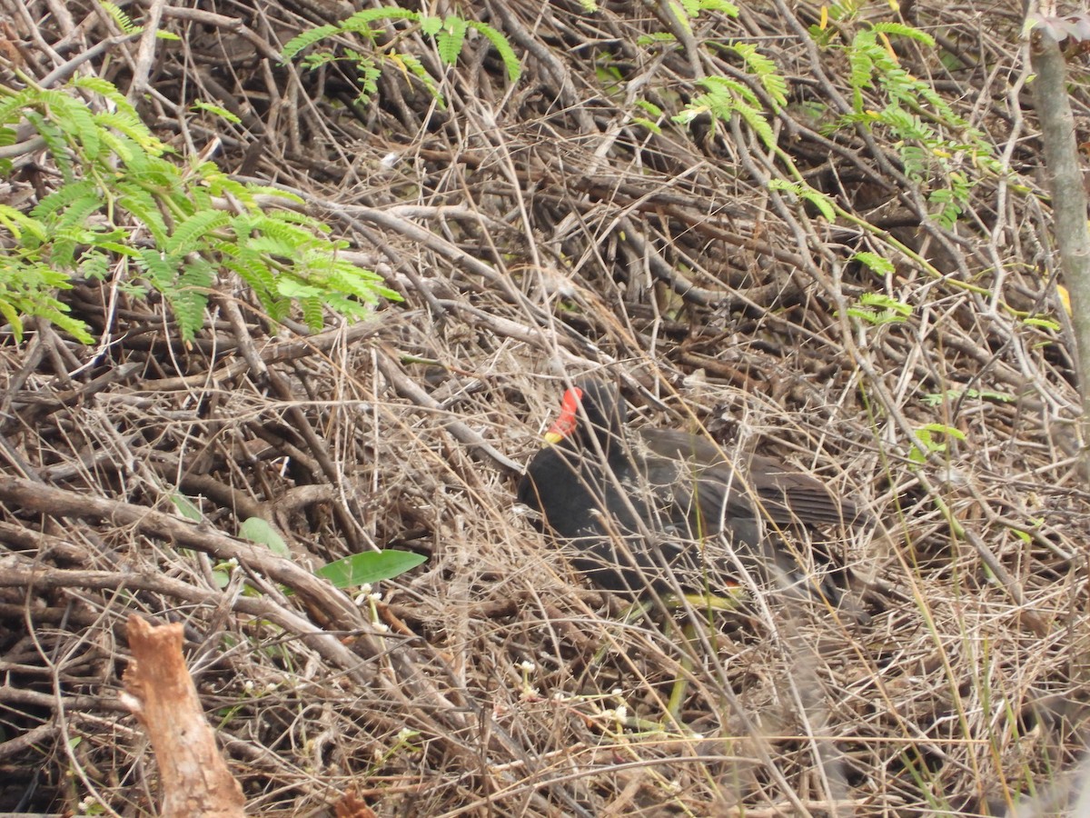 Eurasian Moorhen - ML643221629