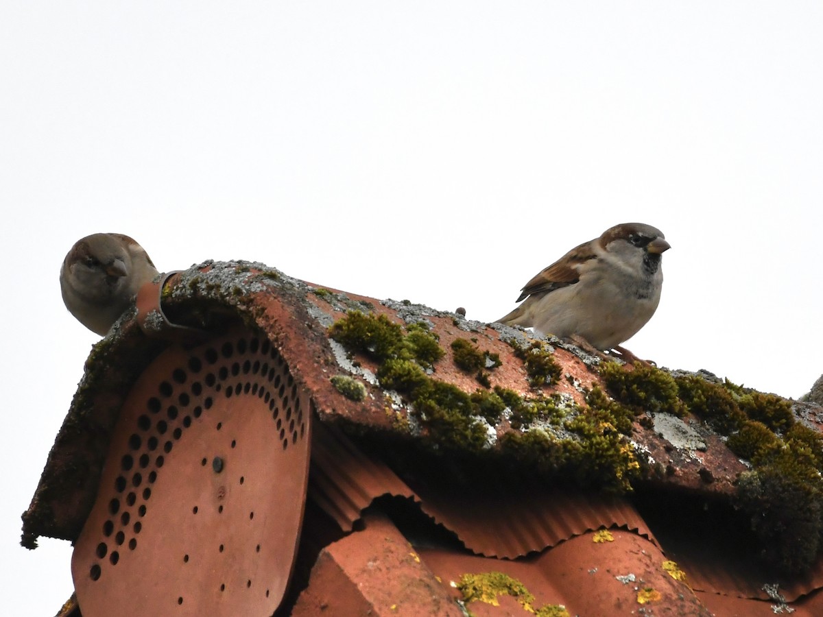 House Sparrow - ML643221630