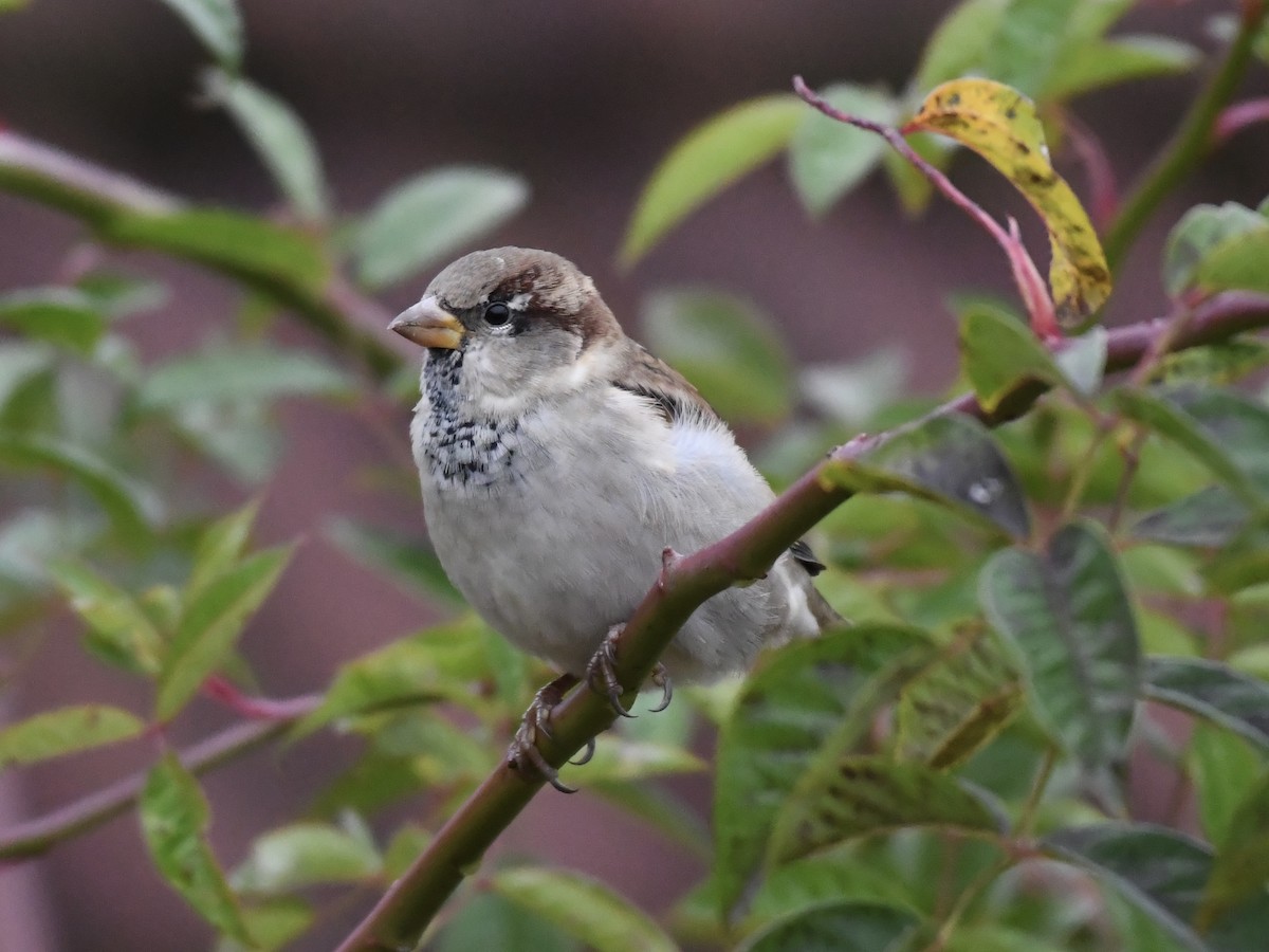 House Sparrow - ML643221631