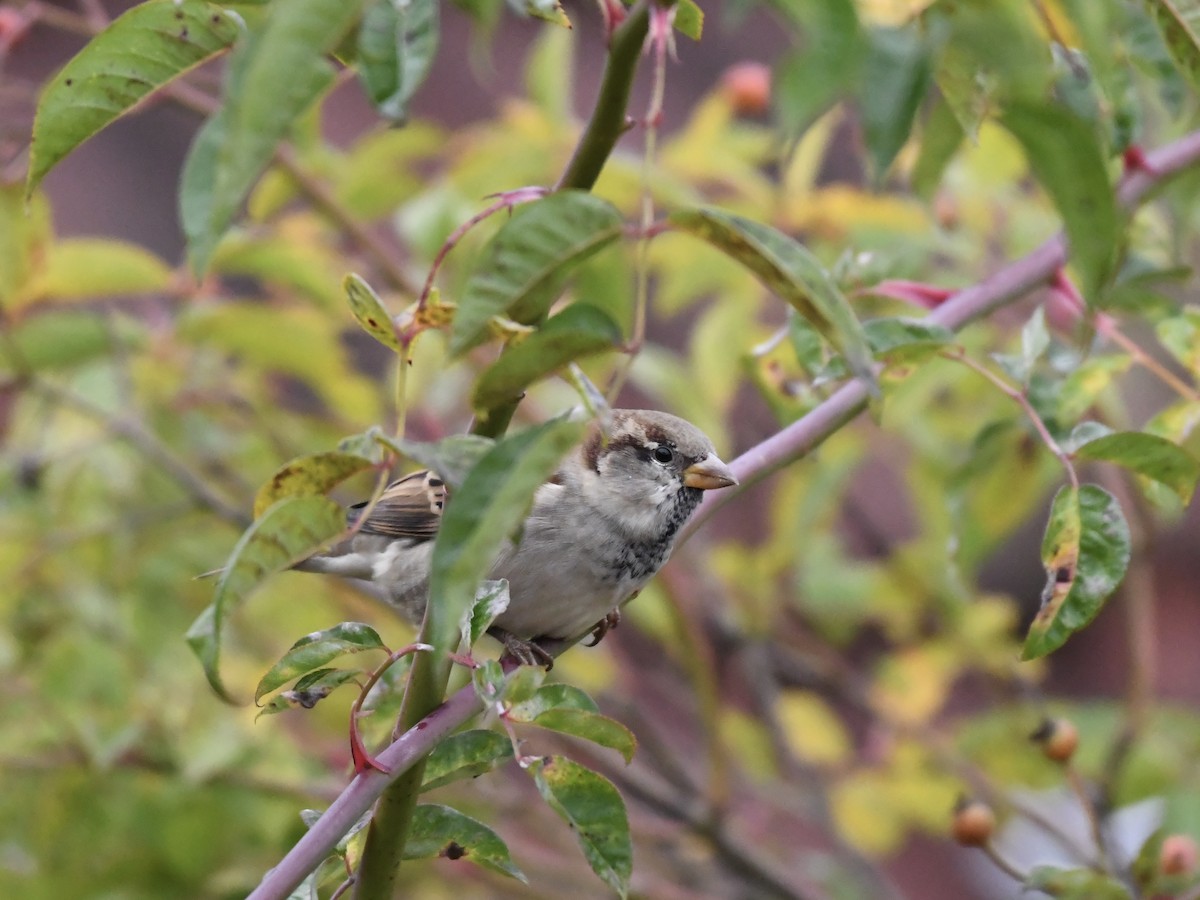 House Sparrow - ML643221632