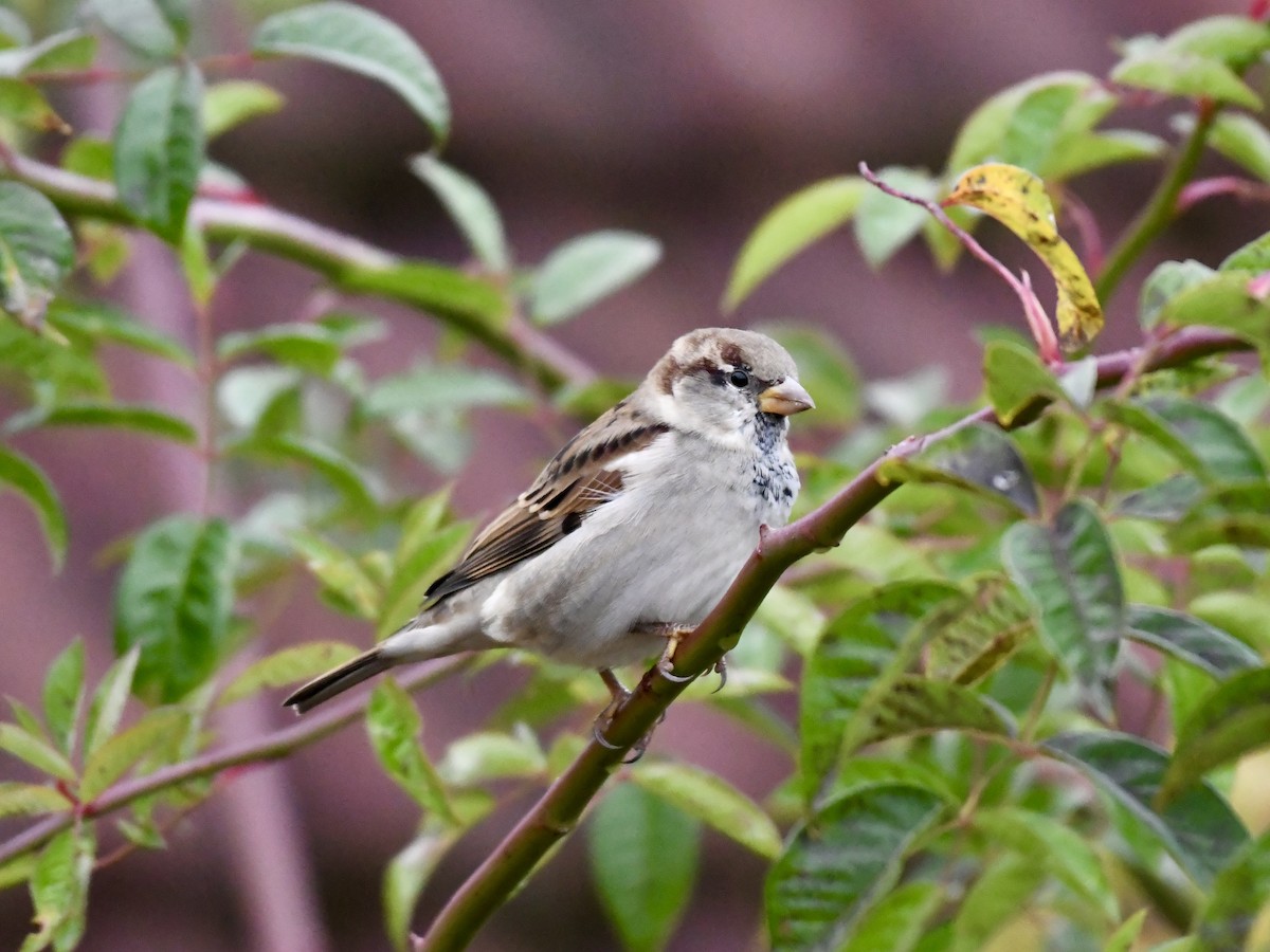 House Sparrow - ML643221633