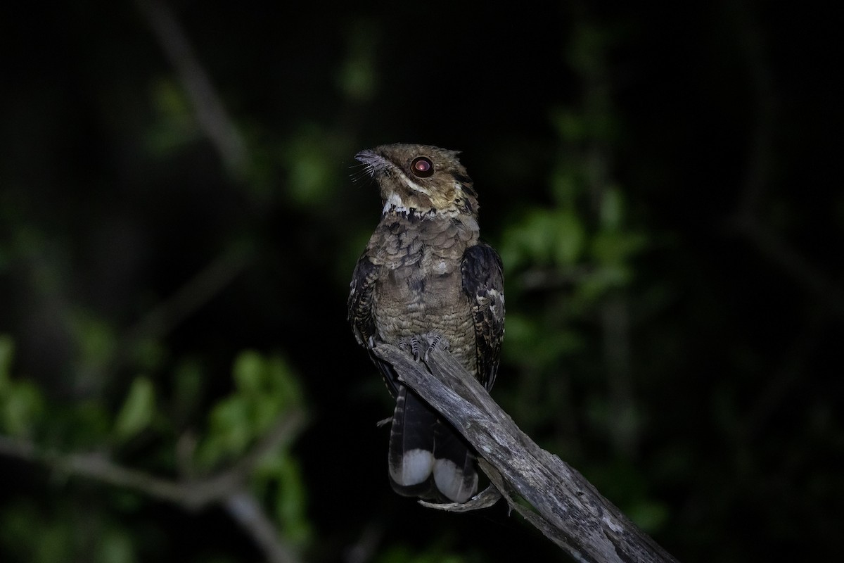 Jerdon's Nightjar - ML643221636