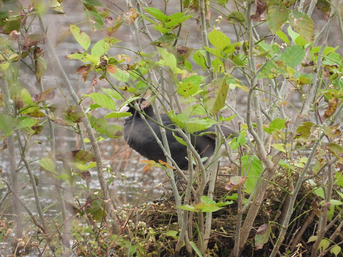 Eurasian Coot - ML643221637