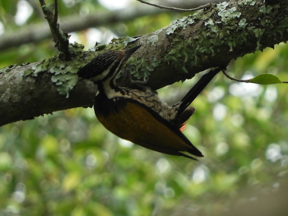 Common Flameback - ML643221638