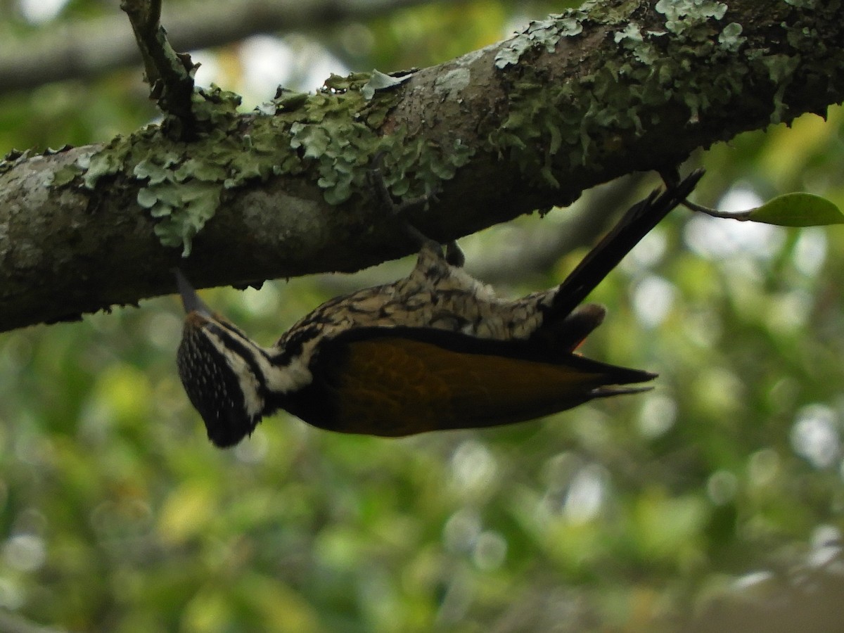 Common Flameback - ML643221641