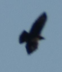Common Buzzard - ML643221643