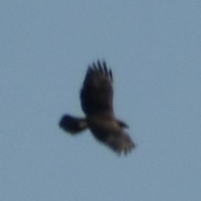 Common Buzzard - ML643221644