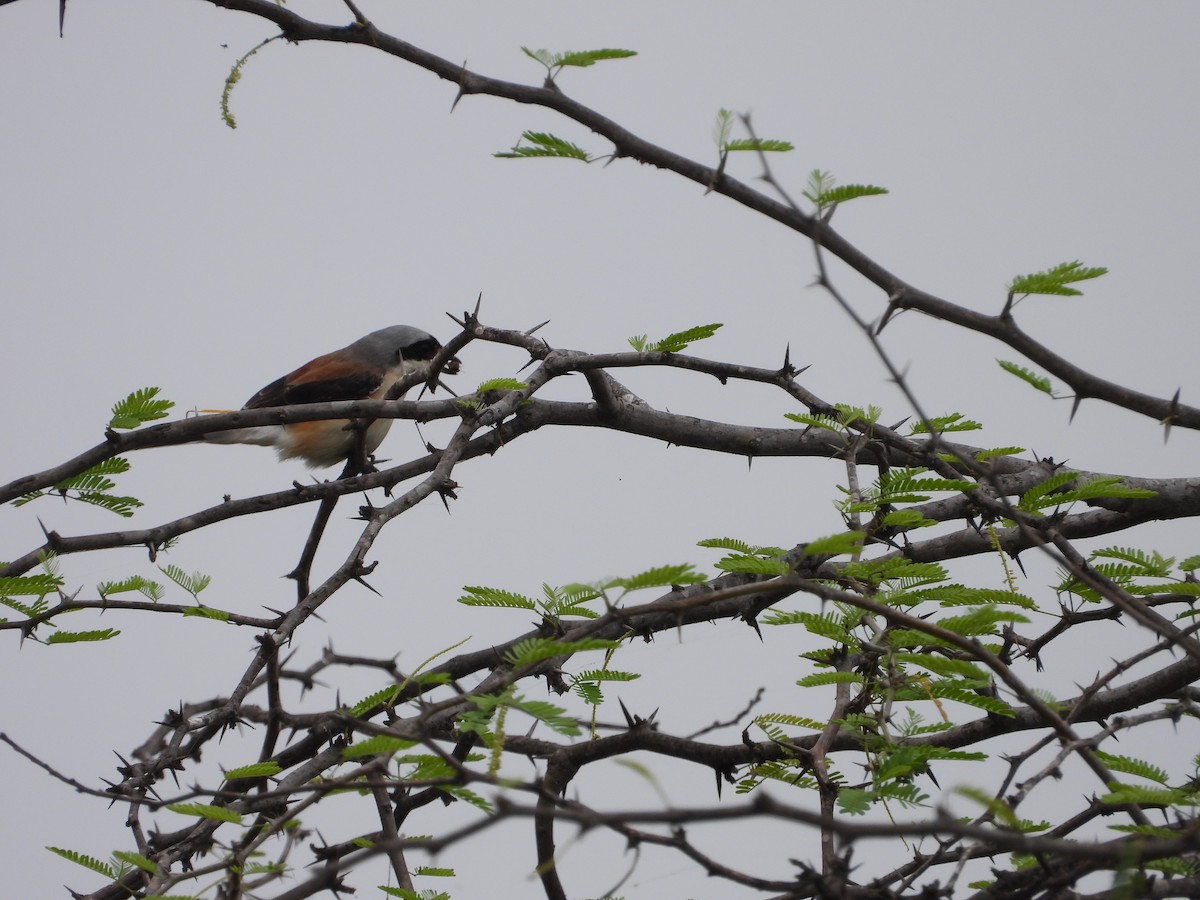 Bay-backed Shrike - ML643221646