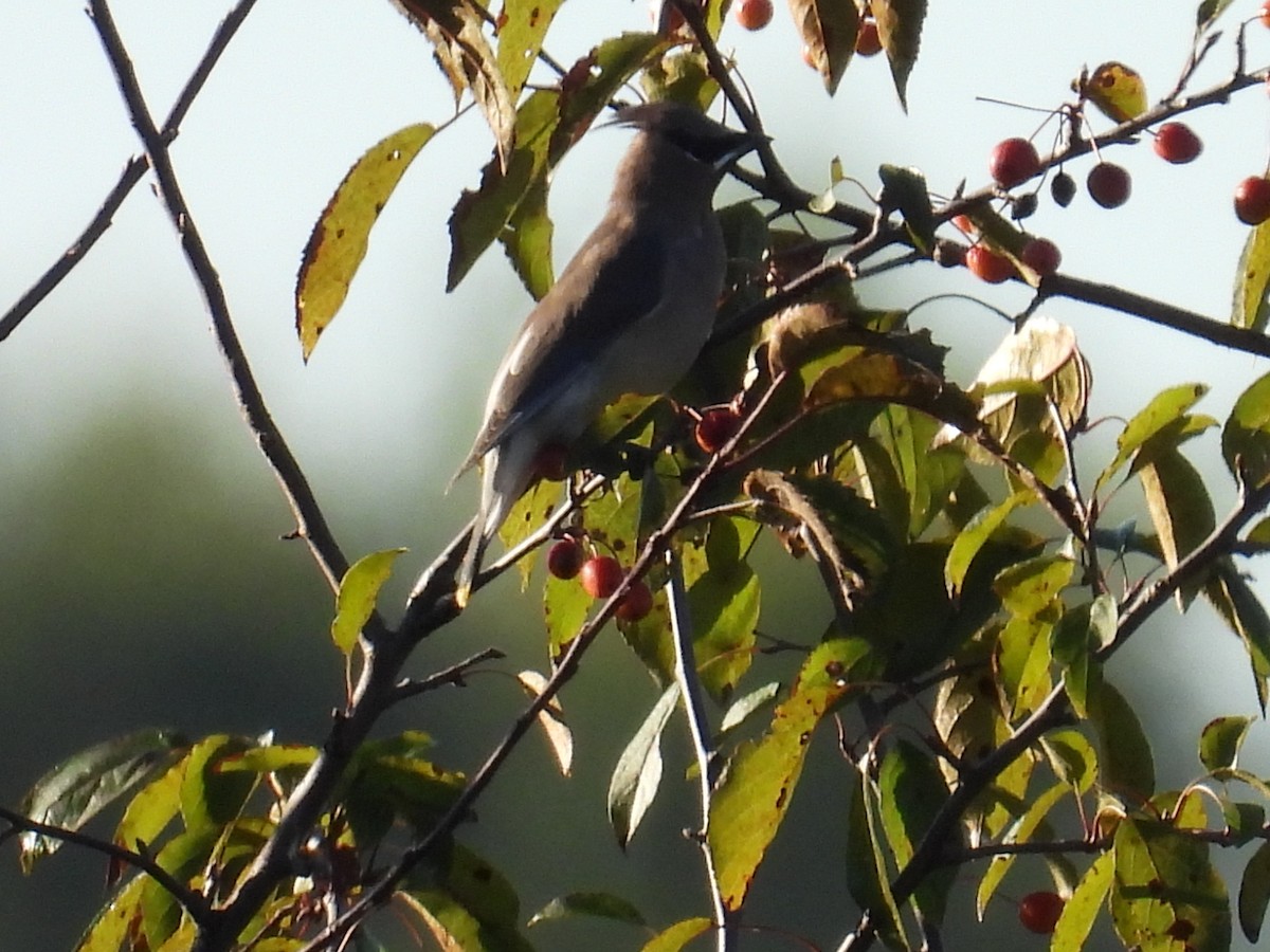 Cedar Waxwing - ML643221648