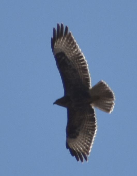 Common Buzzard - ML643221649