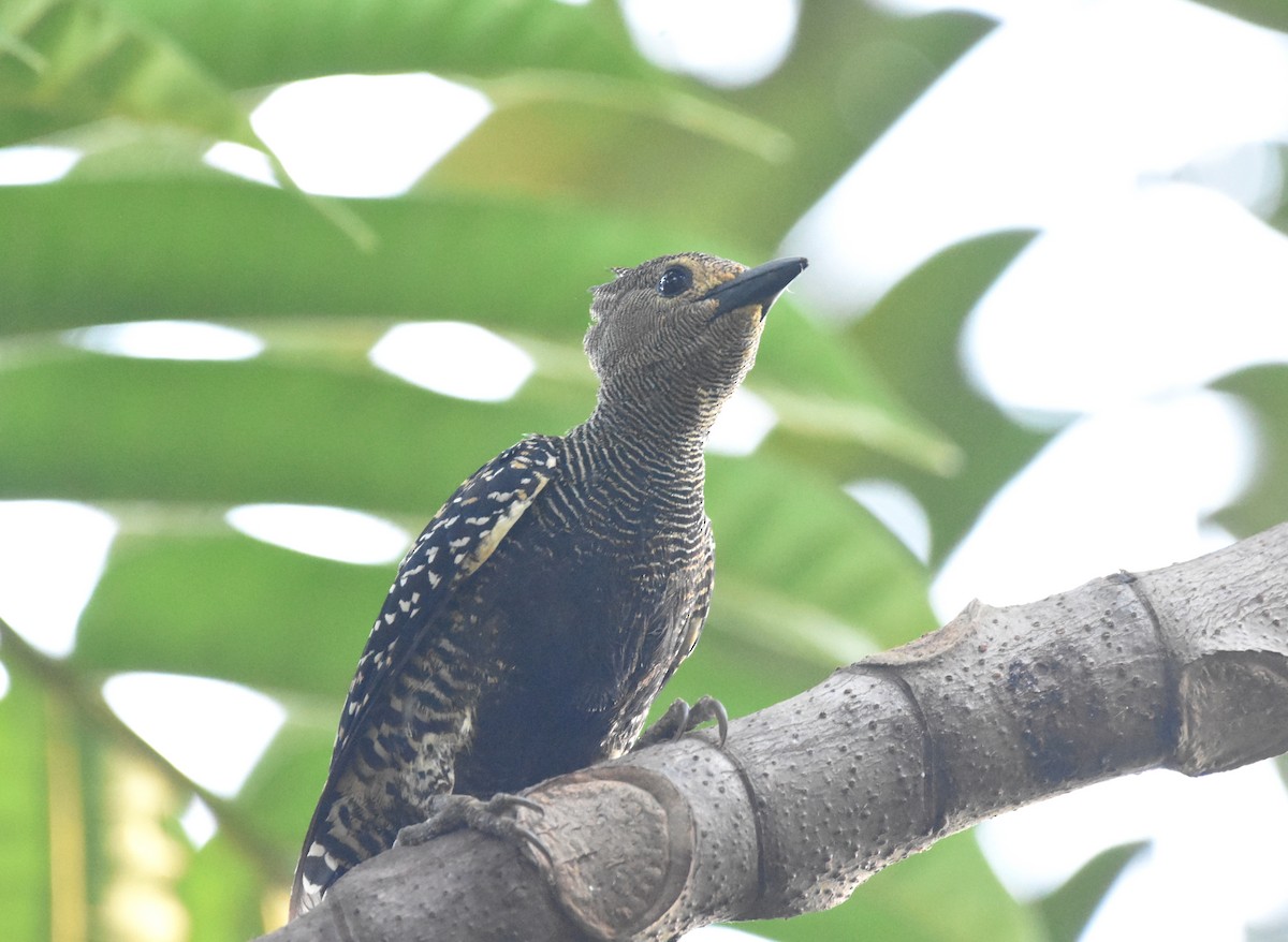 Buff-rumped Woodpecker - ML643221650
