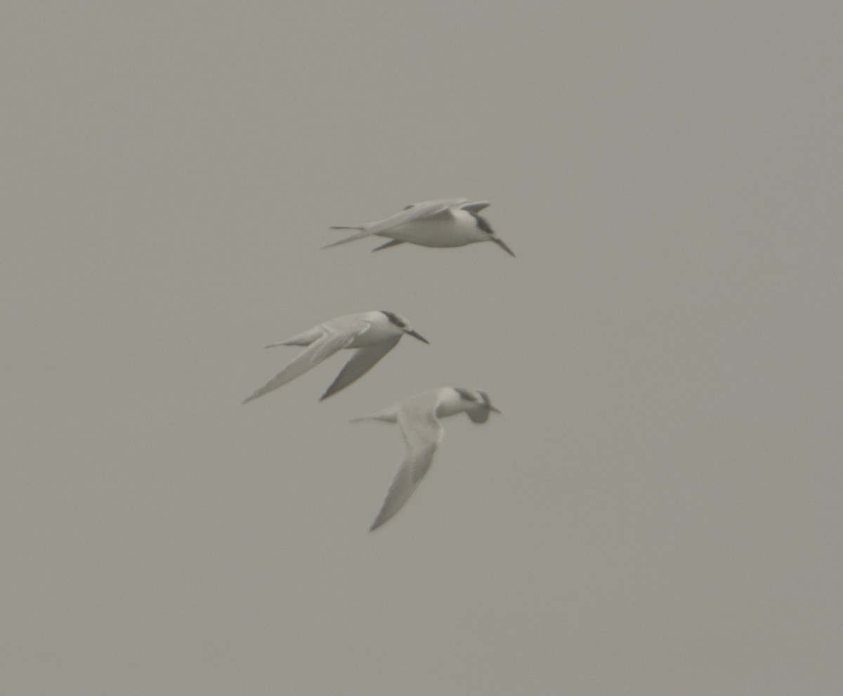 Sandwich Tern - ML643221651