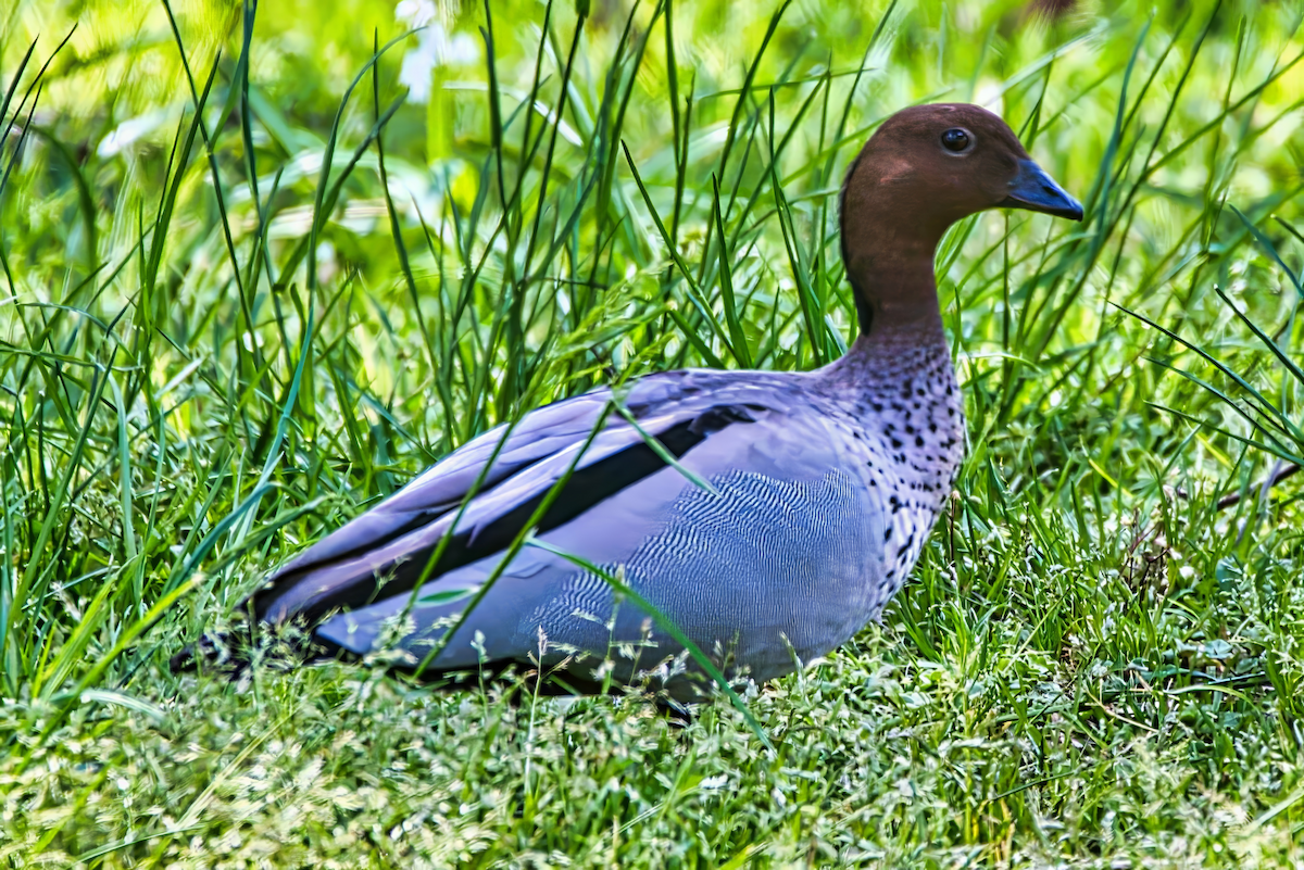 Maned Duck - ML643221652