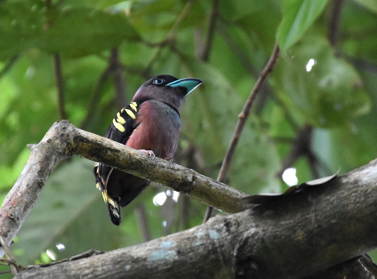 Banded Broadbill - ML643221653