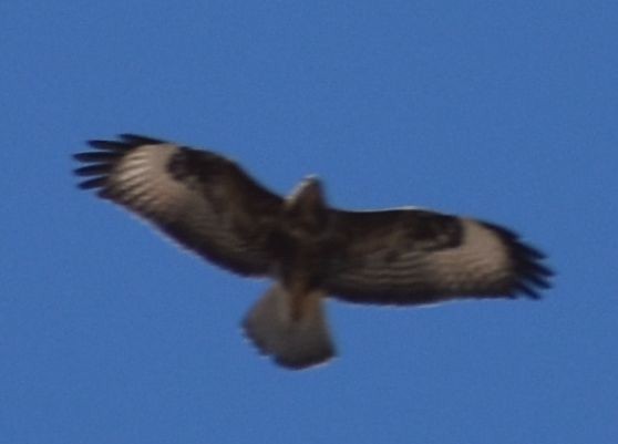 Common Buzzard - ML643221654