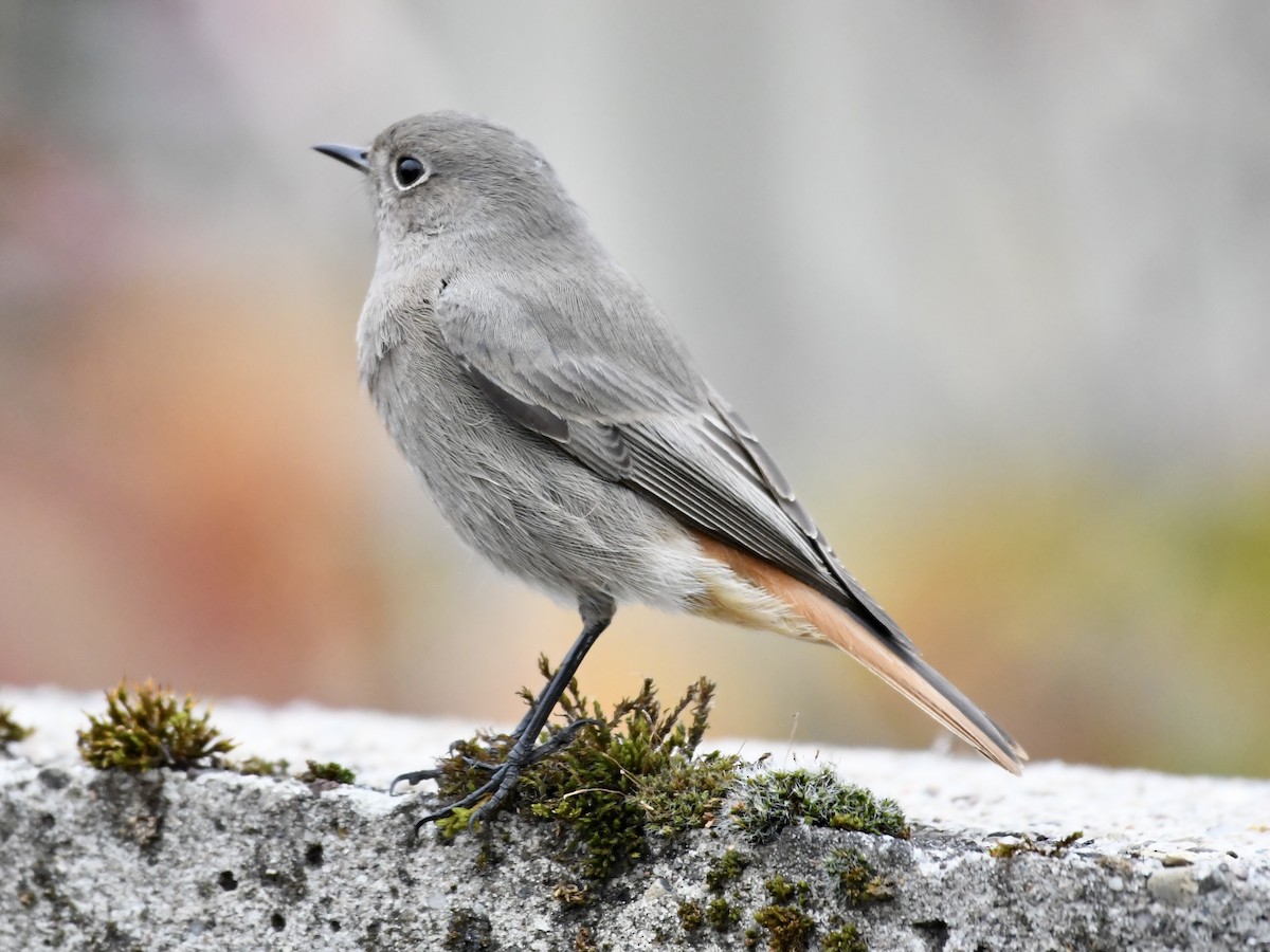 Black Redstart - ML643221655