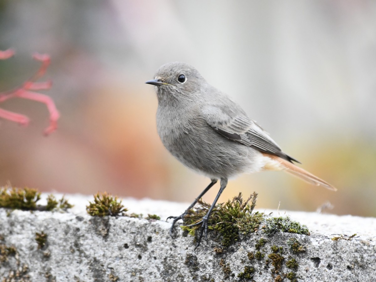Black Redstart - ML643221656