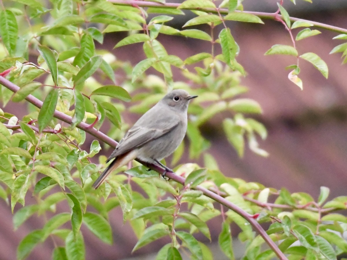 Black Redstart - ML643221657