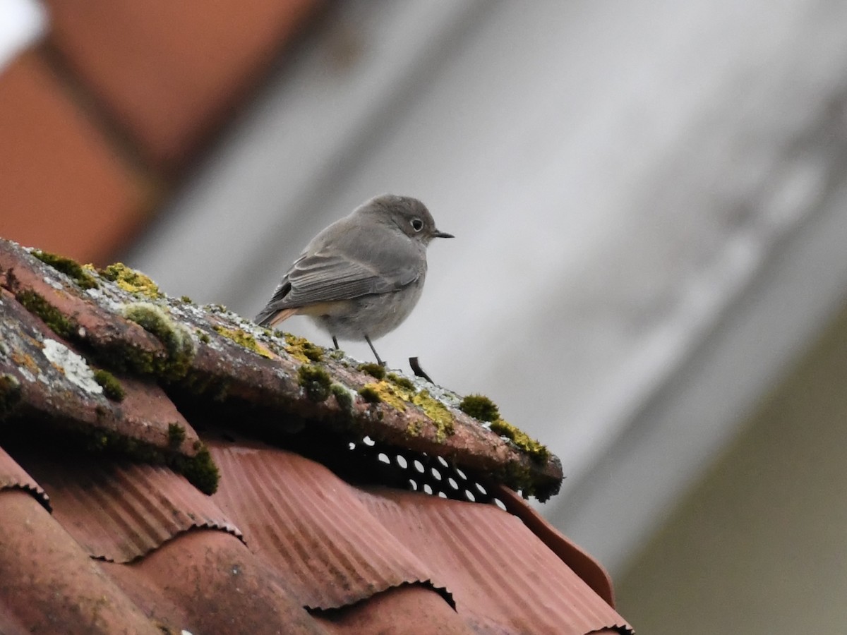 Black Redstart - ML643221658