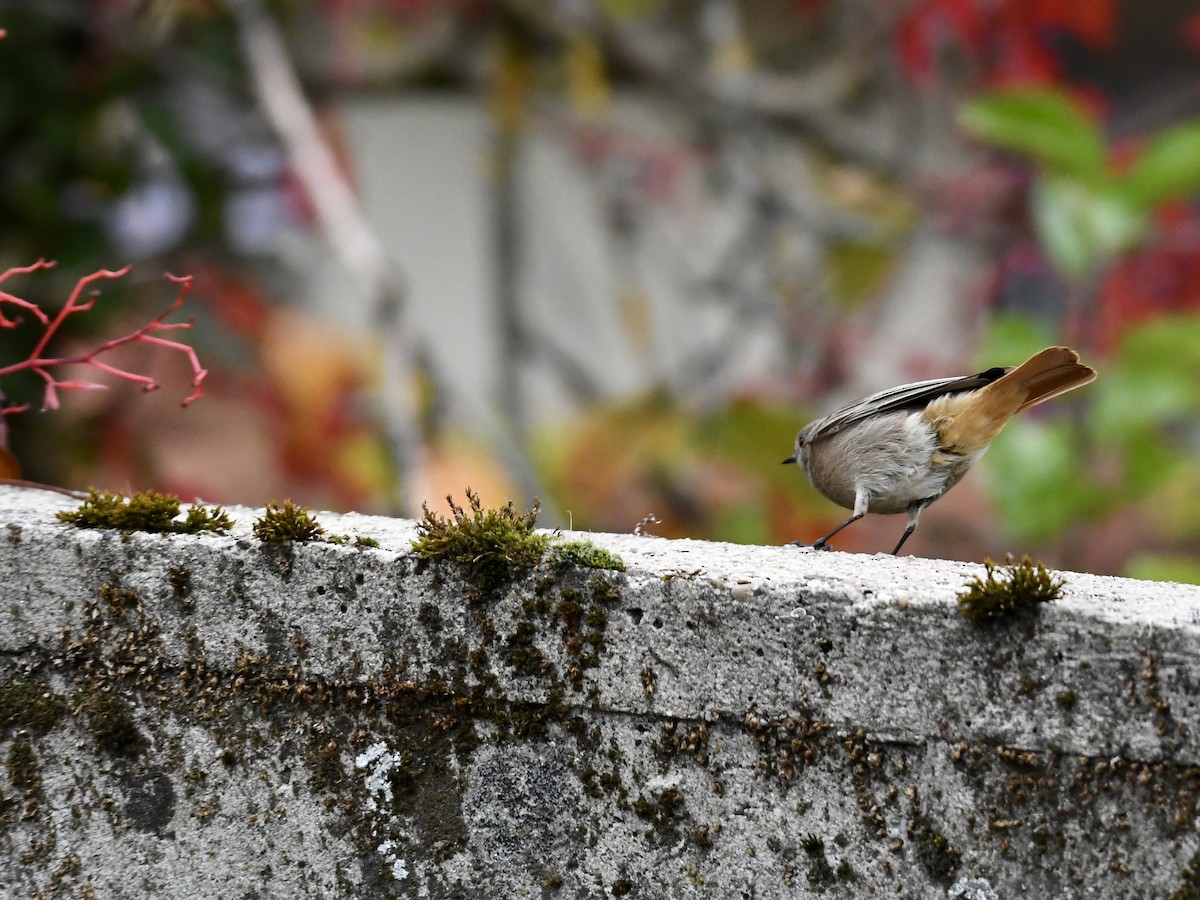 Black Redstart - ML643221659