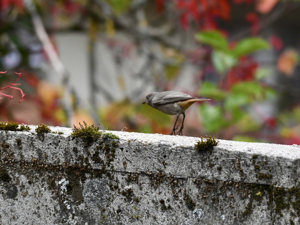 Black Redstart - ML643221660