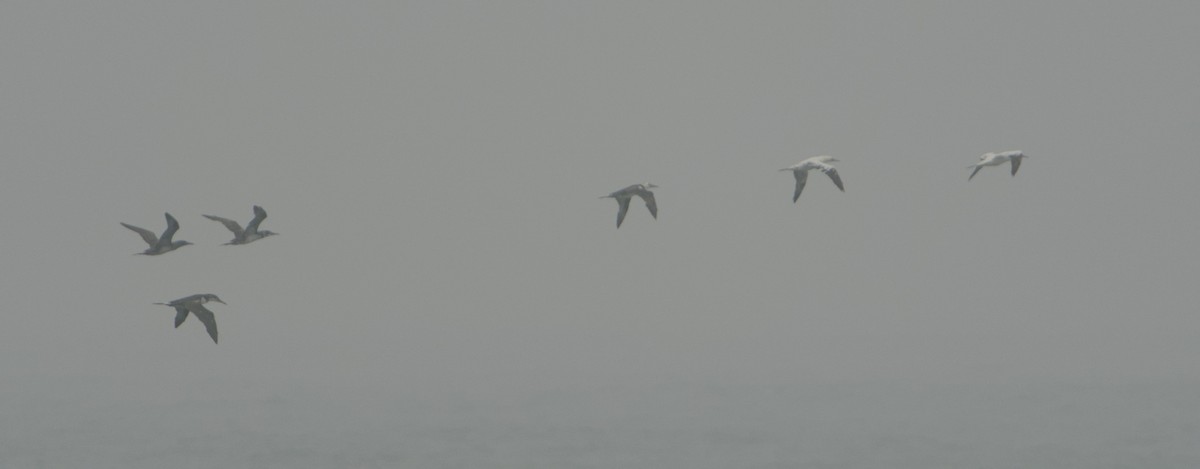 Northern Gannet - ML643221665
