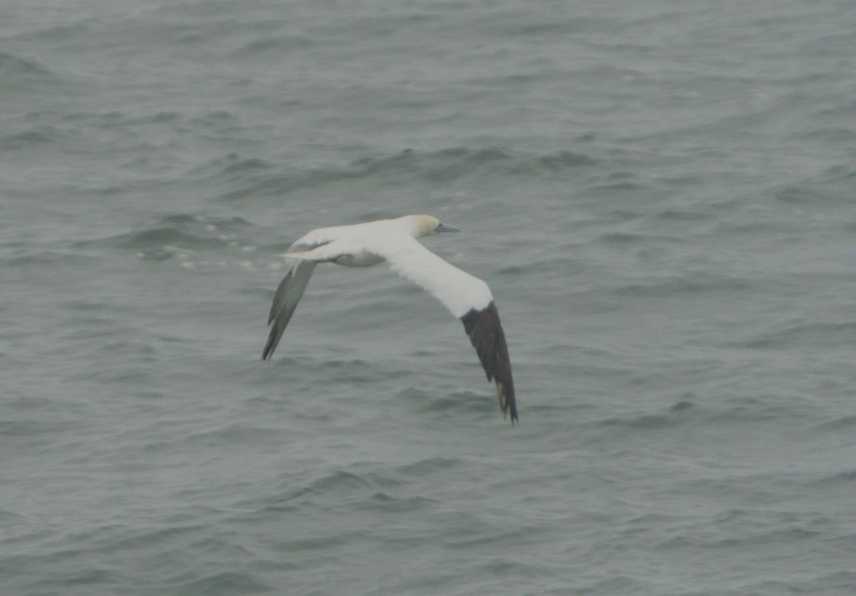 Northern Gannet - ML643221666