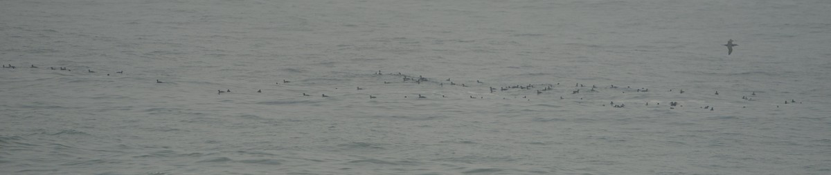 Common Scoter - ML643221668