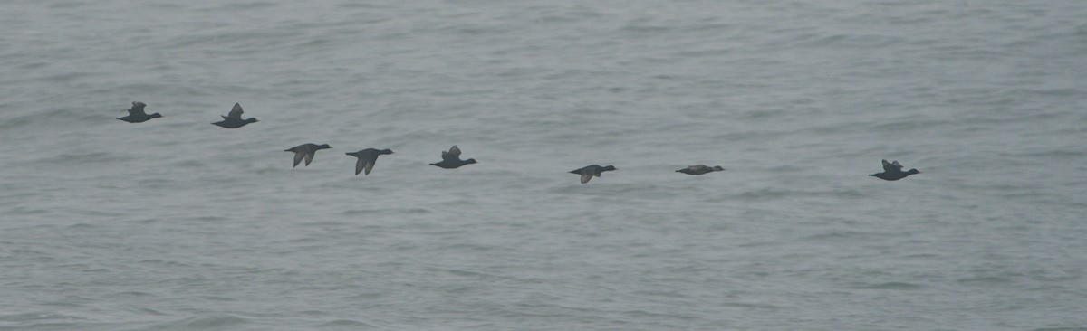 Common Scoter - ML643221669