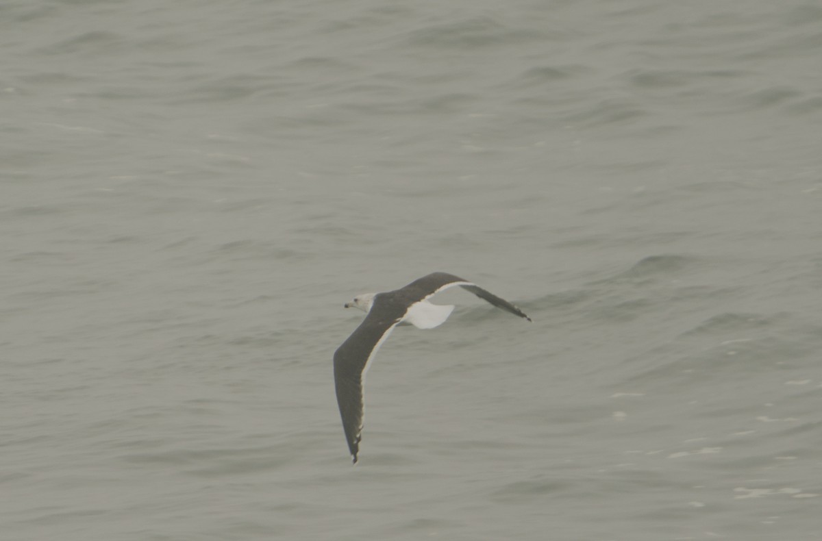 Lesser Black-backed Gull - ML643221682