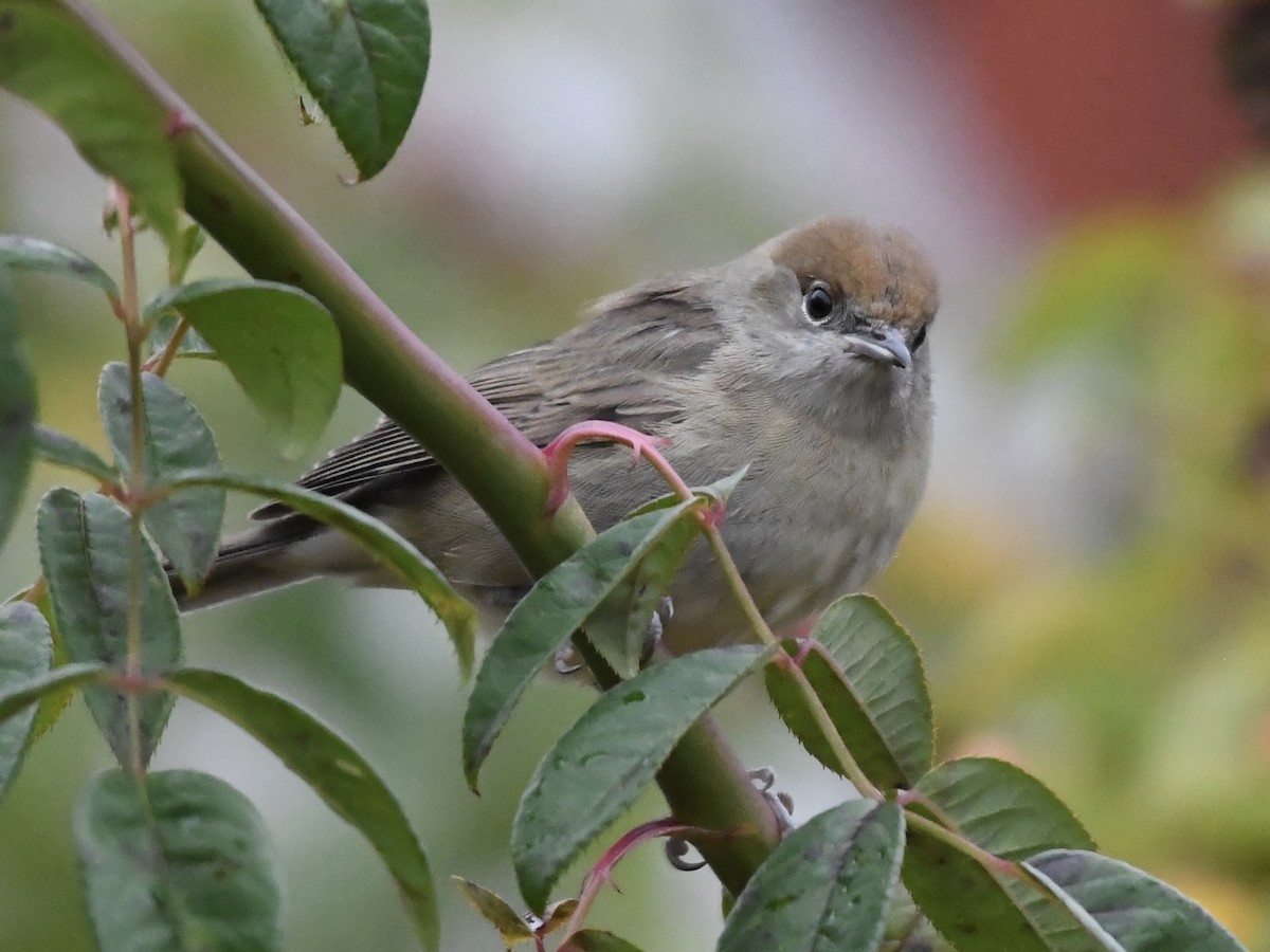Eurasian Blackcap - ML643221683