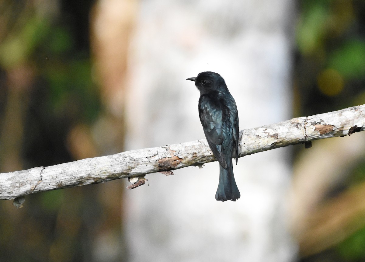 Square-tailed Drongo-Cuckoo - ML643221688