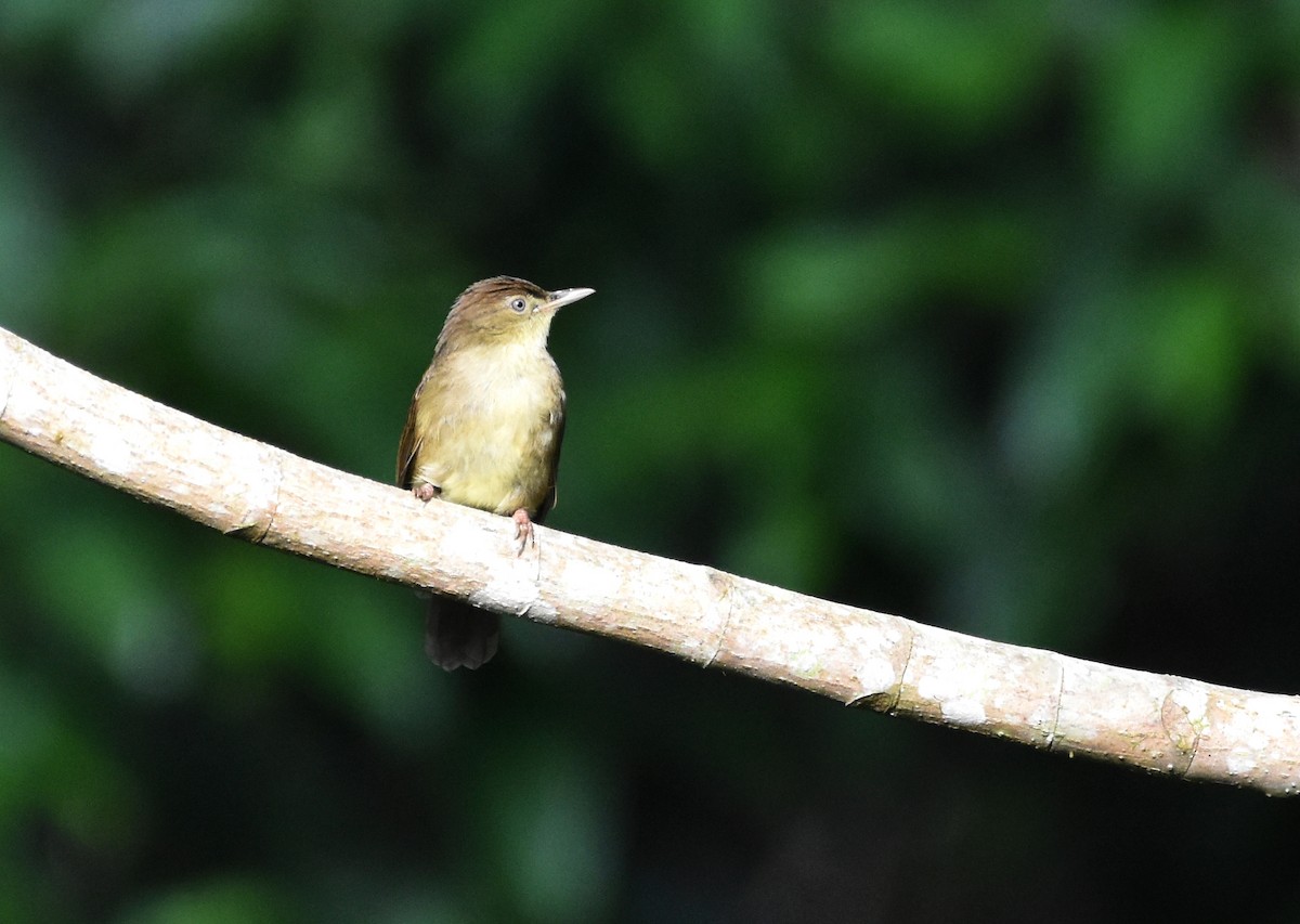 Charlotte's Bulbul - ML643221691