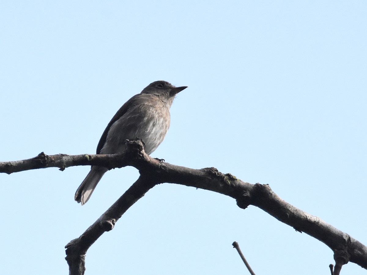 Brown-streaked Flycatcher - ML643221694