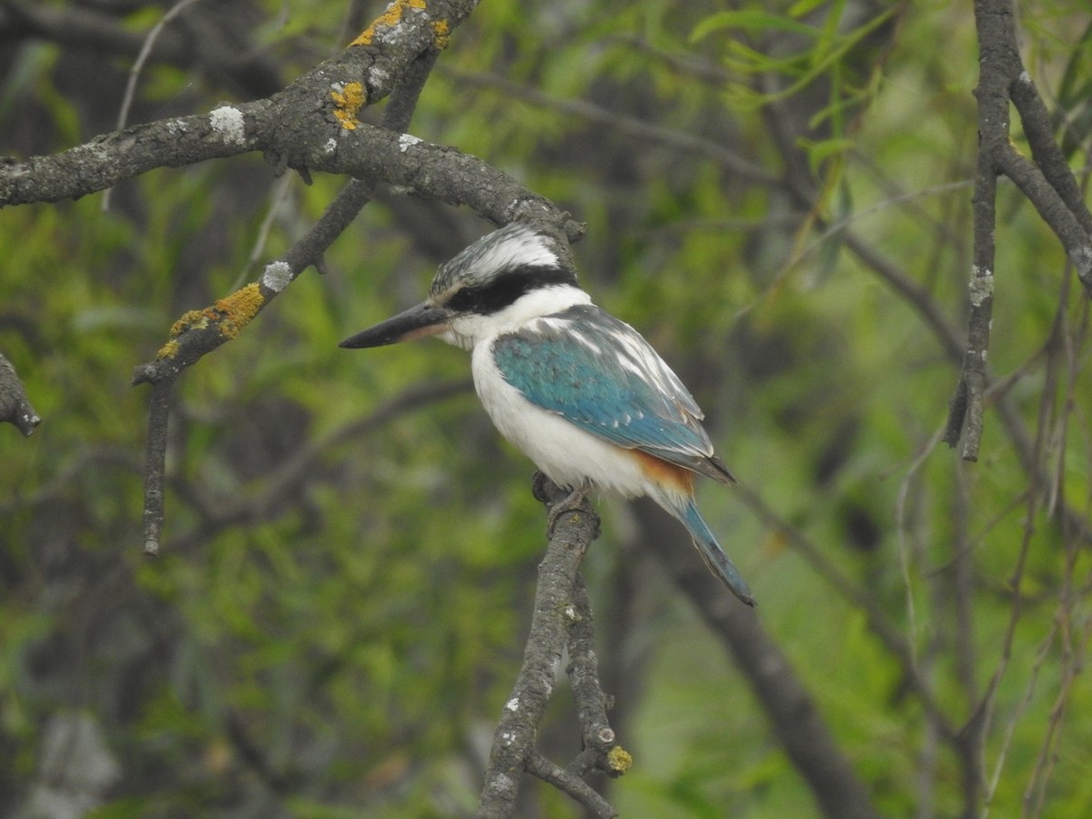 Red-backed Kingfisher - ML643221723