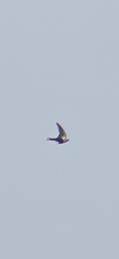 White-backed Swallow - ML643221725