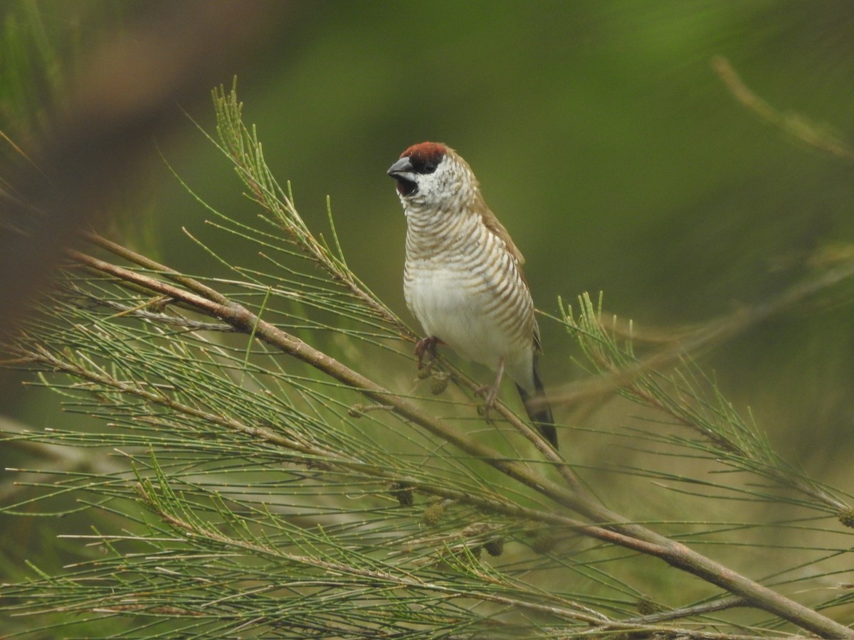 Plum-headed Finch - ML643221727