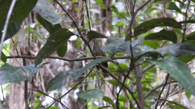 Cinereous Antshrike - ML643221728