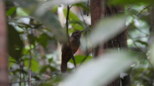 Cinereous Antshrike - ML643221729